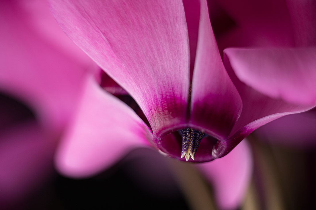 Cyclamen macro by Tiziano L. U. Caviglia