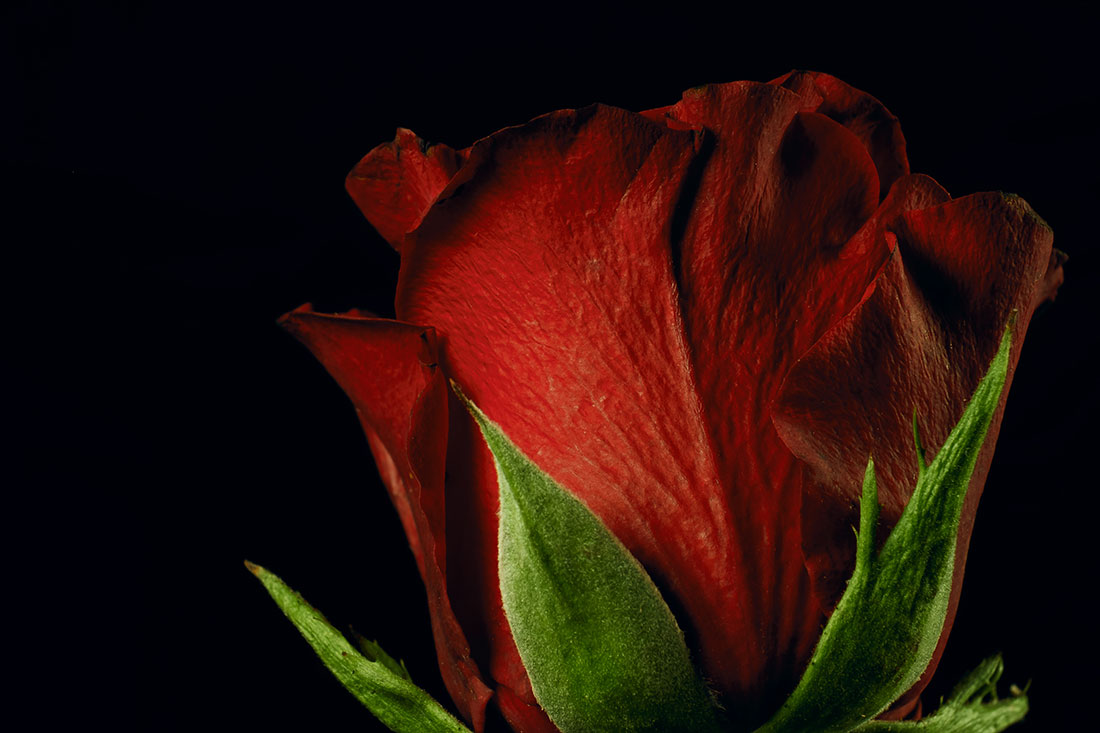 Foto macro di una rosa by Tiziano L. U. Caviglia