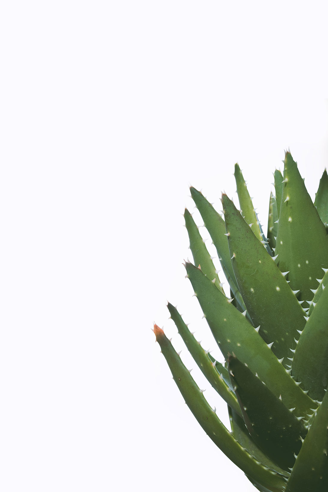 Agave - Minimal Nature by Tiziano L. U. Caviglia