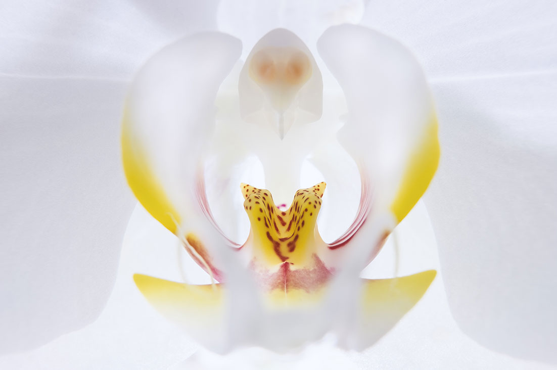 Orchid macro - Heart of orchid by Tiziano L. U. Caviglia