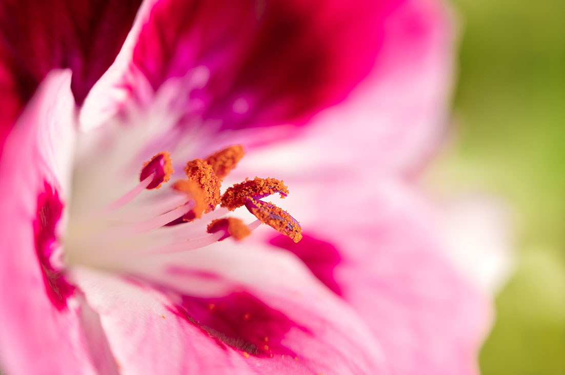 Pelargonium macro by Tiziano L. U. Caviglia