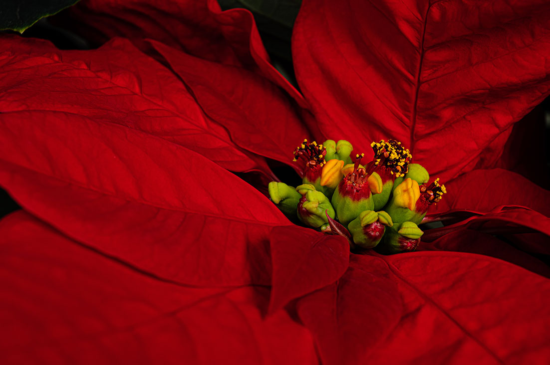 Poinsettia macro by Tiziano L. U. Caviglia