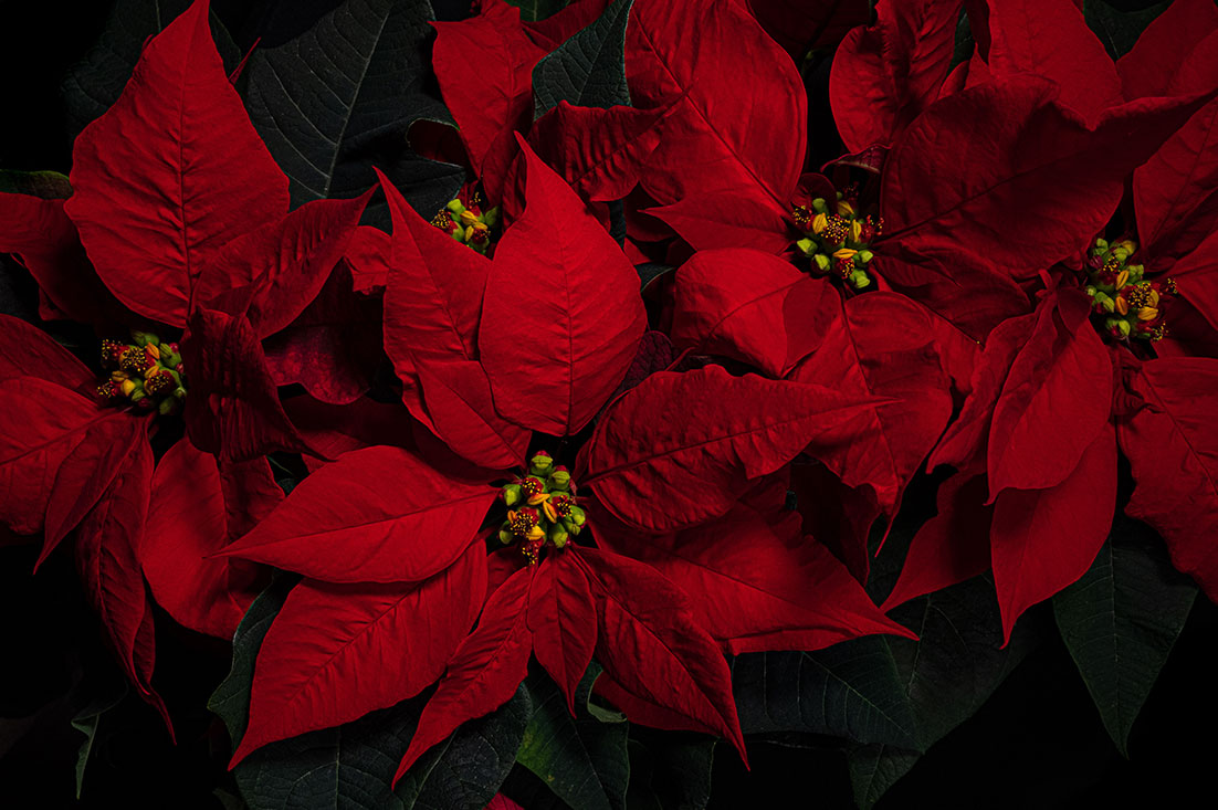Poinsettia by Tiziano L. U. Caviglia