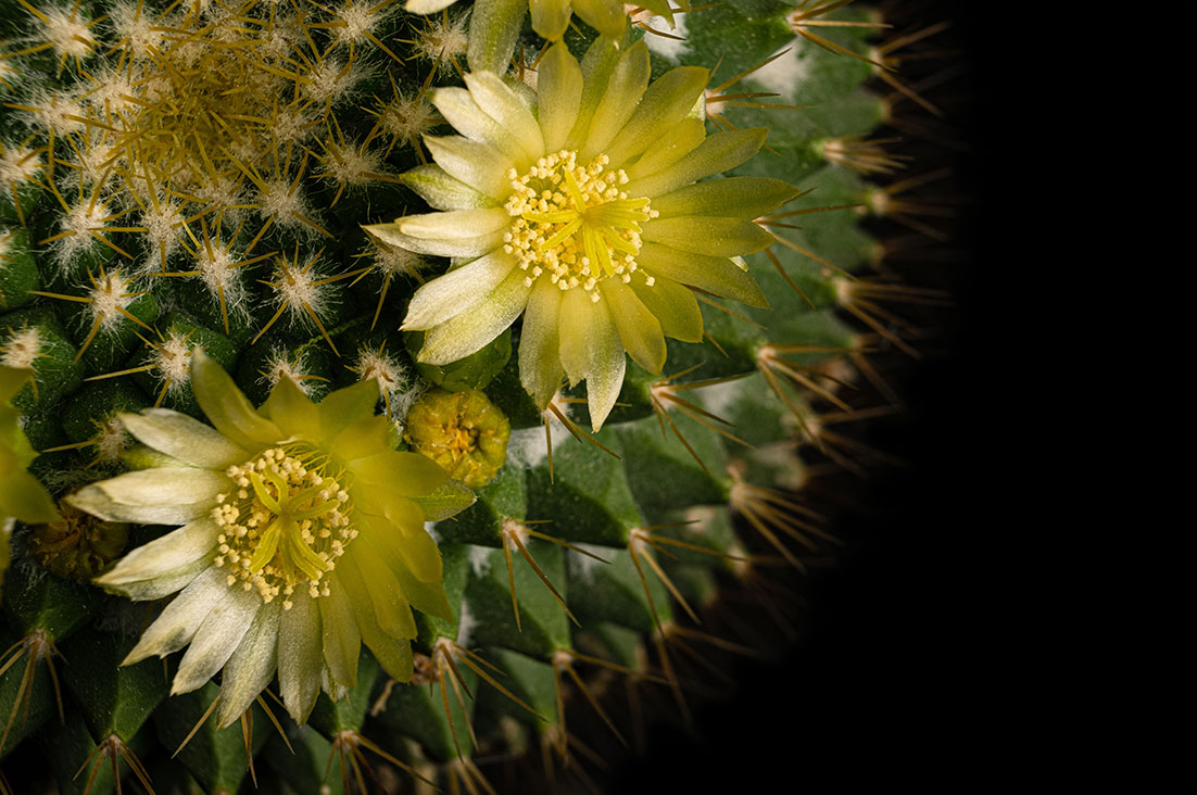 Rebutia with flowers by Tiziano L. U. Caviglia