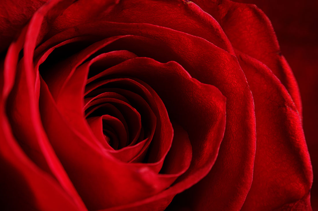 The heart of a red rose by Tiziano L. U. Caviglia