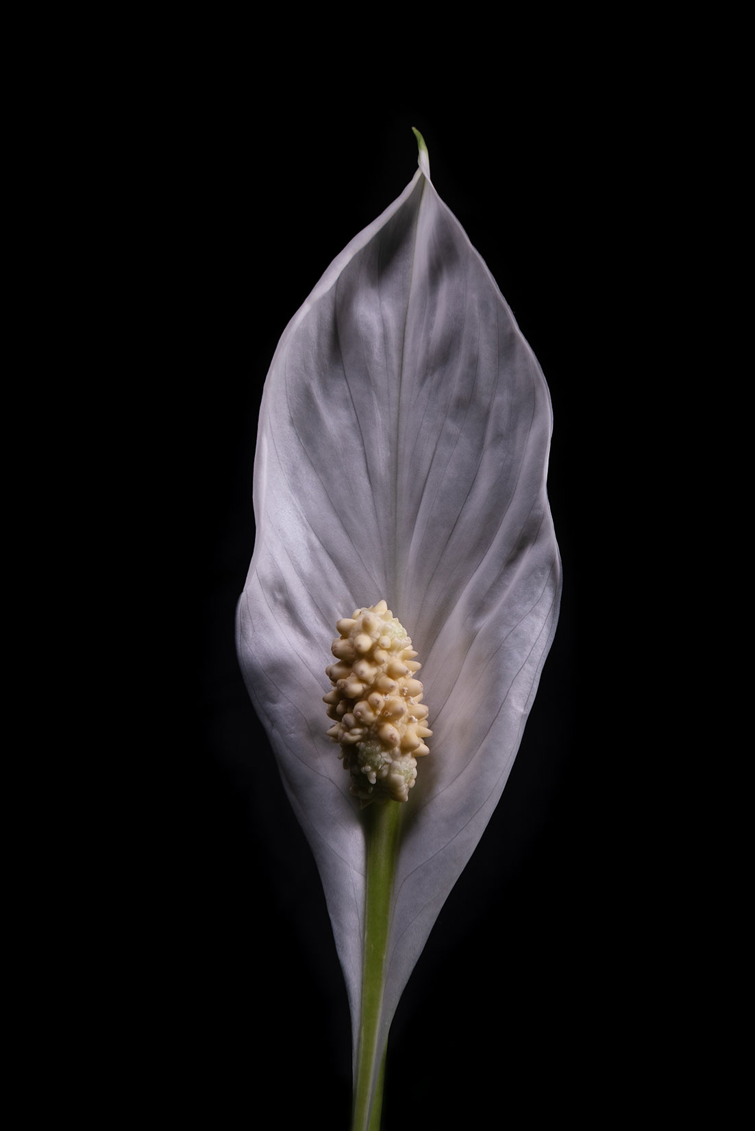 Spathiphyllum by Tiziano L. U. Caviglia